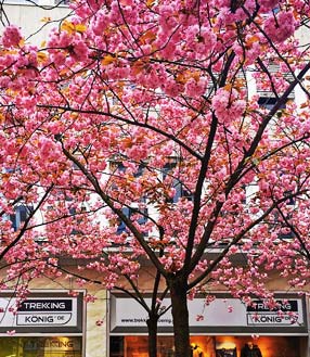 Ein blühender Baum im Frühling